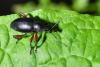 Otiorhynchus tenebricosus